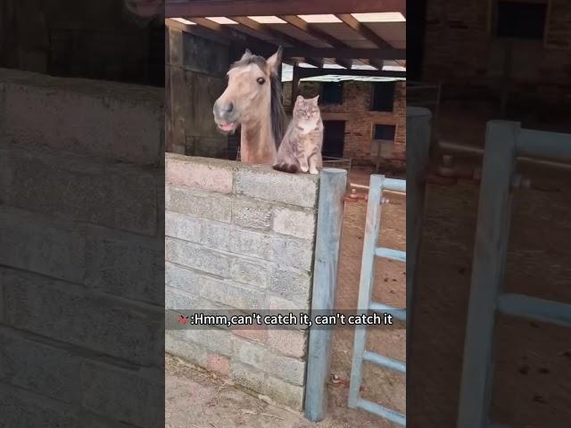 Cat and Horse   #funny #funnyanimls #cat #horse