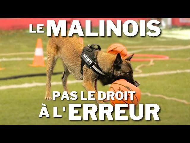 Le MALINOIS, un chien qui ne laisse pas le droit à l'erreur !