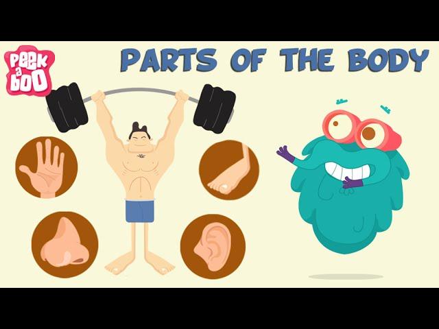 Parts Of The Body | The Dr. Binocs Show | Learn Videos For Kids