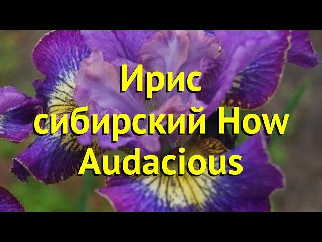 Ирис сибирский Хау Одейшес. Краткий обзор, описание характеристик iris sibirica How Audacious