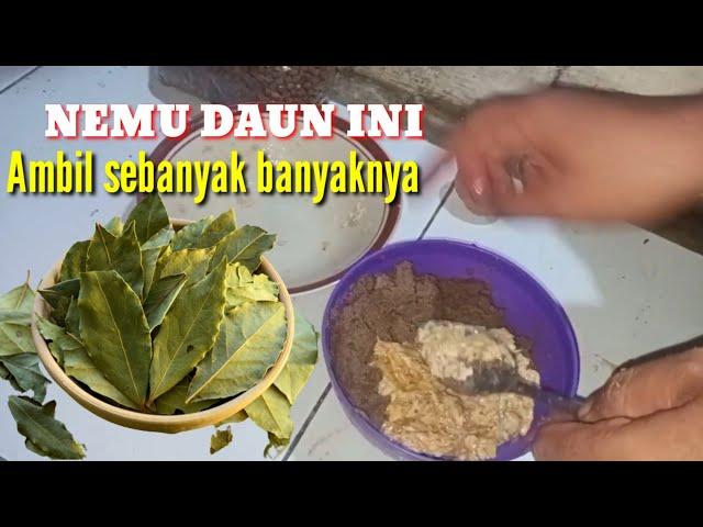 UMPAN IKAN BAWAL BARU TEBAR SUSAH MAKAN