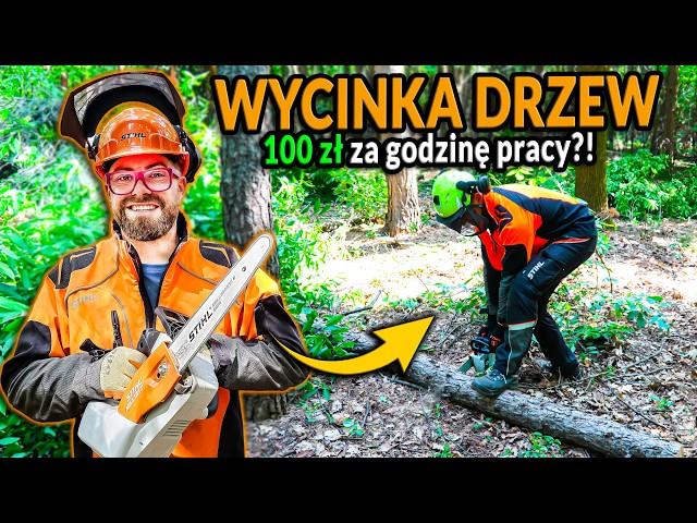 Nawet 100zł za h pracy przy wycince drzew? PRACA DRWALA PRZY WYCINCE | DO ROBOTY