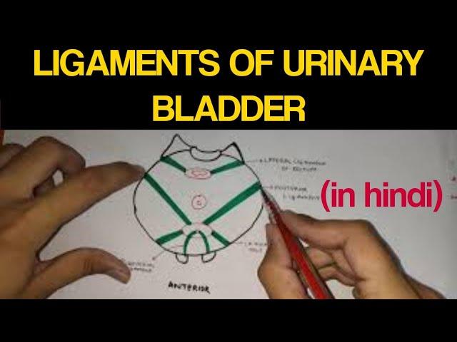 Urinary Bladder - 3 | Ligaments of Urinary Bladder