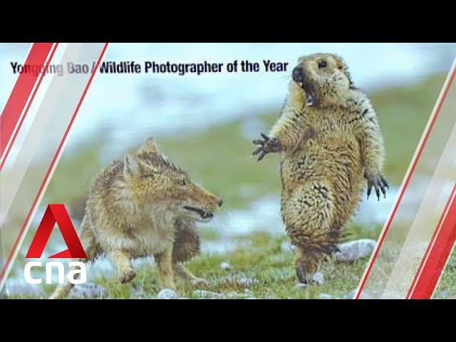 Image of fox startling marmot wins top wildlife photography prize