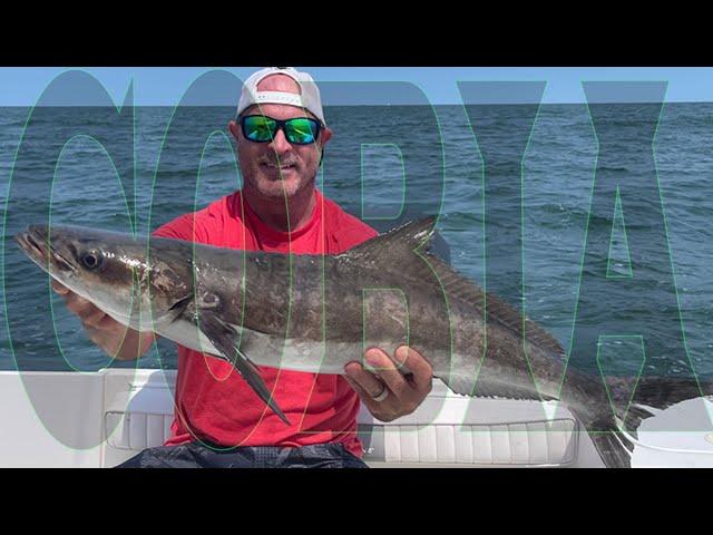 COBIA:  Sight casting for cobia on the Chesapeake Bay with Dan White