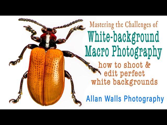 Mastering White Background Macro Photography