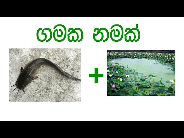 Amuthu Prashna Saha Uththara | Sinhala Brainy Quiz