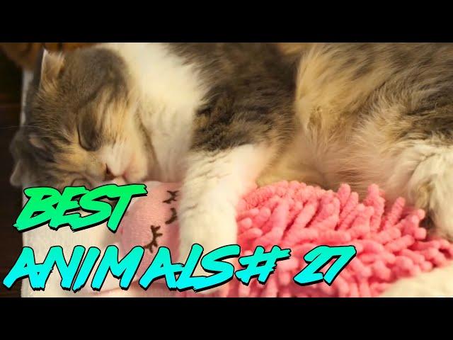 Best Animals Coub #27 | Лучшие кубы с животными №27 (Апрель 2020)