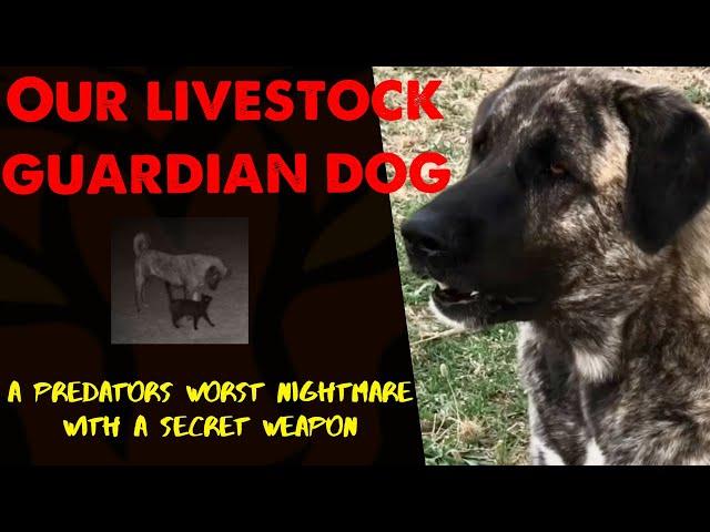 Livestock guardian dog Lily is intense and focused. She also has a secret weapon.