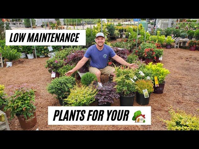 10 Foundational Plants |Low Maintenance Shrubs|