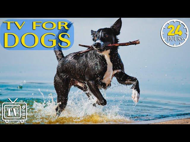 24 Hours Music for Dogs with Anxiety: TV for Dogs! How to Relax Beach for Dog TV with Calming Music!