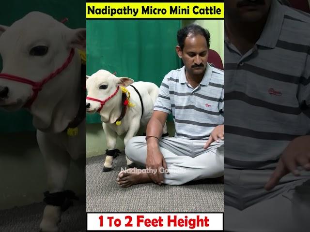  1 To 2 feet height cattle shortest cows breed #youtube #viral #reels #miniature #trend #youtube