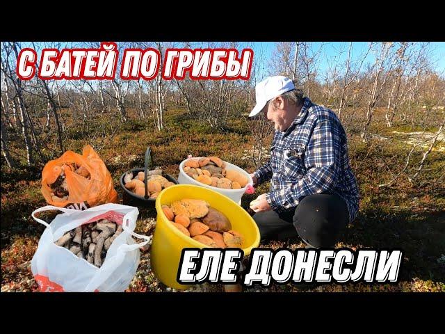 По ГРИБЫ с БАТЕЙ. Вот это УРОЖАЙ КРАСНОГОЛОВИКОВ!