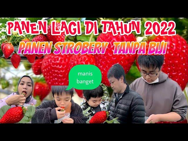 PANEN STRAWBERRY TANPA BIJI DI AWAL TAHUN - MANIS  NYA BUKAN MAIN