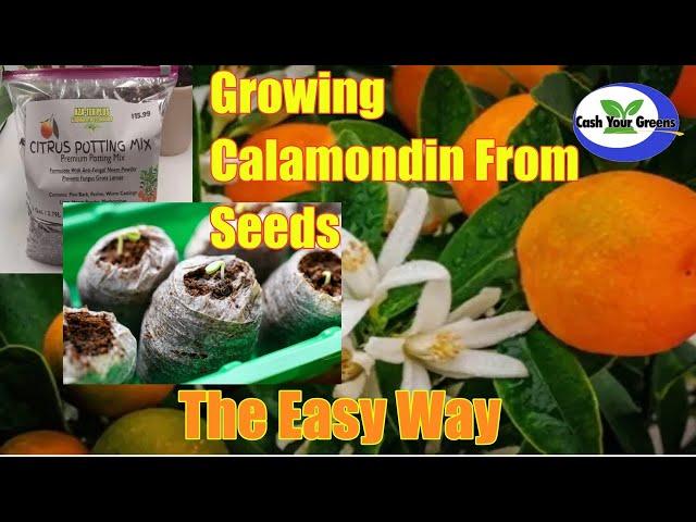 GROWING CALAMONDIN FROM SEEDS - Our Secret Method 100% Success