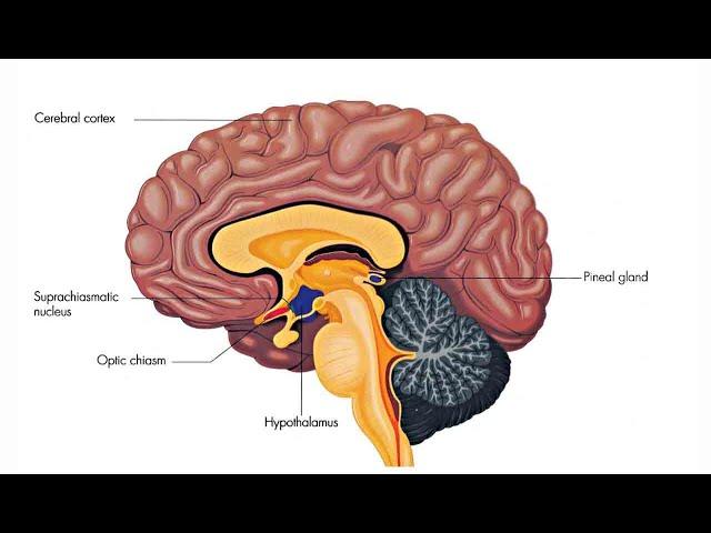 Can phototherapy activate the melatonin cascade?