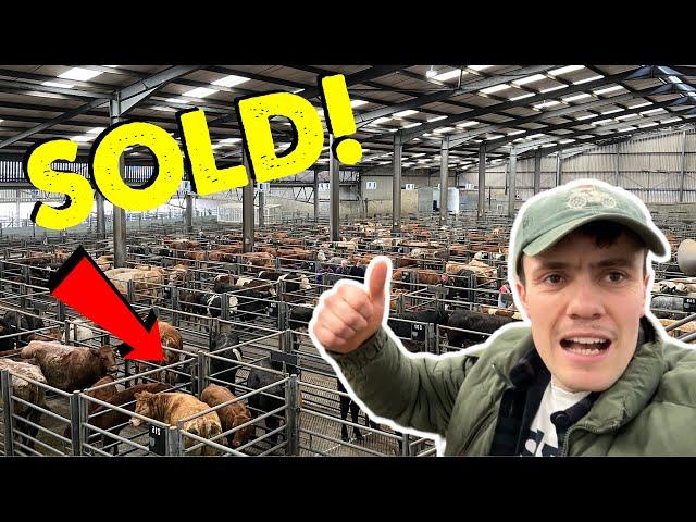 The Most Cows We Have Ever Bought