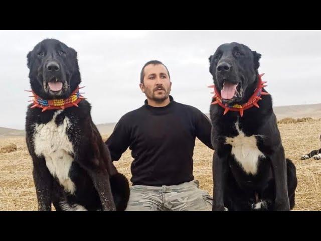 GIANT BLACK ANATOLIAN Shepherd Dogs and AVSAR Shepherds