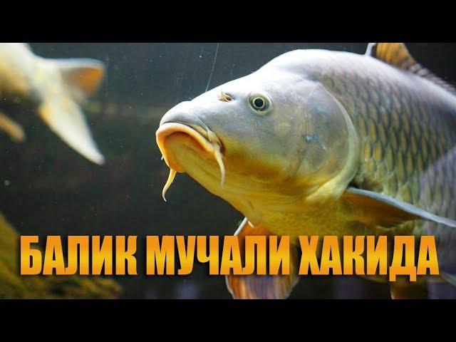 Мучаллар - Балик мучали хакида