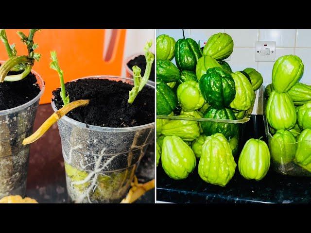 Growing Chayote Upside Down in a Cup #garden #gardening #chayote #bbc #nature