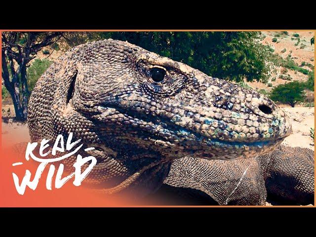 The Mythical Endangered Komodo Dragon | 1000 Days For The Planet | Real Wild