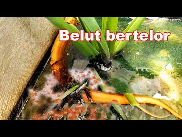 Ternyata begini proses belut bertelor kasihan banget lihatnya.