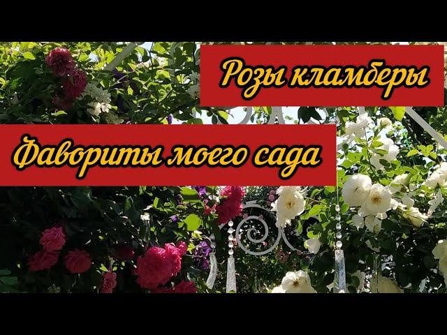 Розы клаймберы. Фавориты моего сада. Розы для начинающих.