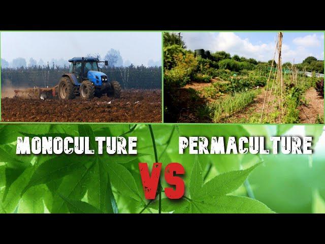 Monoculture farming Vs Permaculture - Which has a future?