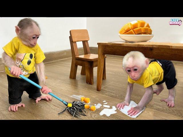 Smart monkey Lily cleans the house when dad is away