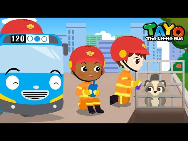 The Raccoon’s Head Is Stuck | Tayo Animal Rescue Team | Rescue Team Episodes | Tayo the Little Bus