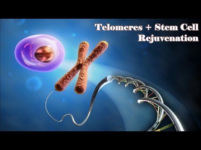  Stem Cell and Telomeres Rejuvenation ~ Eternal Youth + Healthy Body ~ Gentle Rain Sounds