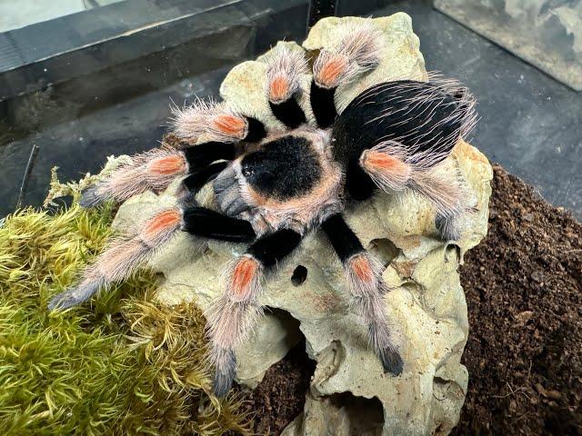 Brachypelma baumgarteni , Mexican orange beauty  rehouse and care