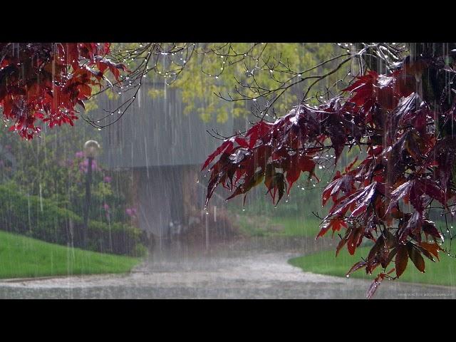 Rain, thunder, thunderstorm Relaxing sounds of nature Sleeping sounds of summer rain