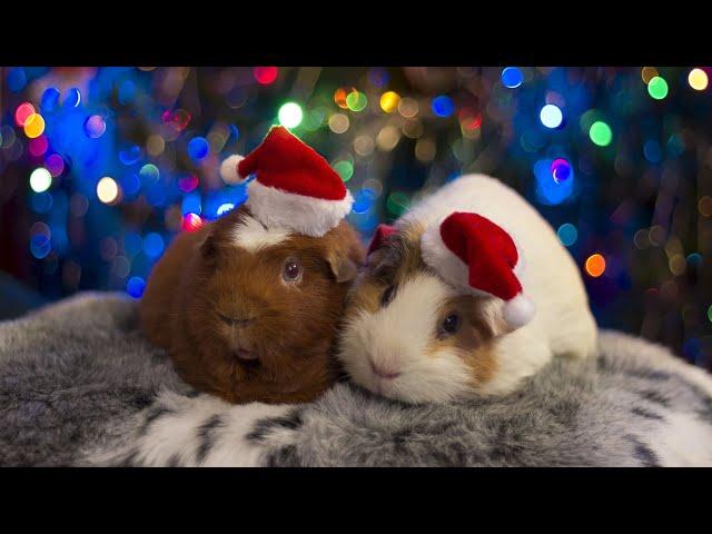 Guinea pig for christmas