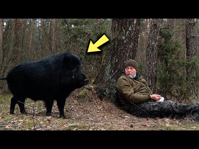 A Man Met A Wild Boar In The Forest, And Then Something Incredible Happened!