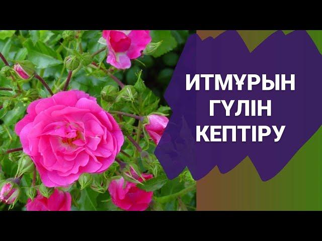 #Итмұрын гүлін кептіру. Сушка цветов #шиповника