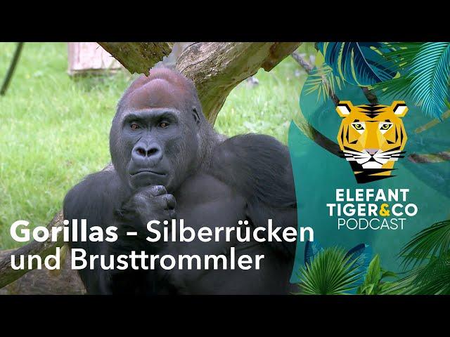 ETC-Podcast: Brusttrommler und Silberrücken | Elefant, Tiger & Co. | MDR