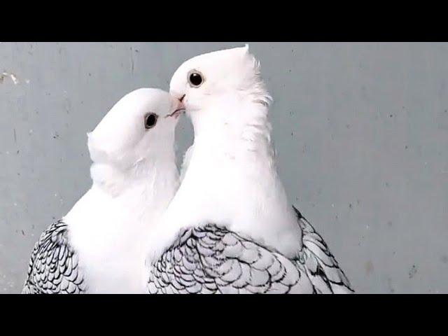 Best fancy pigeon breeds || Pigeon farm - fancy pigeon loft