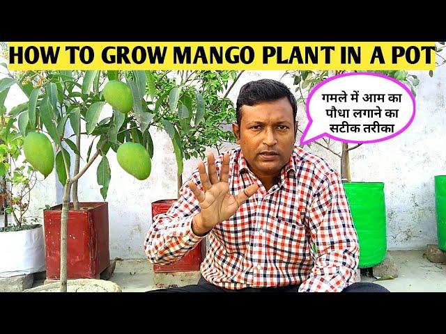 HOW TO GROW MANGO PLANT IN A POT?||आम का पौधा गमले में लगाने का सटीक तरीका || Mango Plant In Pot