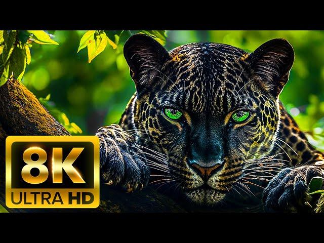  WONDER OF WILDLIFE 8K (60FPS) ULTRA HD | Amazing Animal Moments