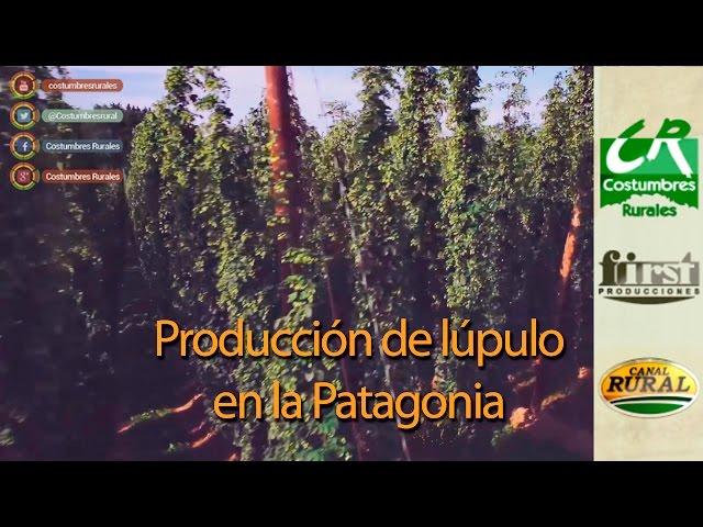 Producción de Lúpulo en Patagonia - Costumbres Rurales Nº 596