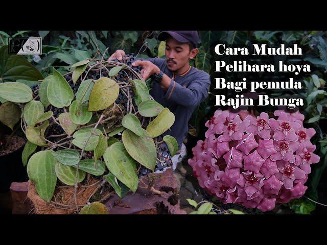 Agar hoya Cepat berbunga, Perawatan Hoya bagi pemula