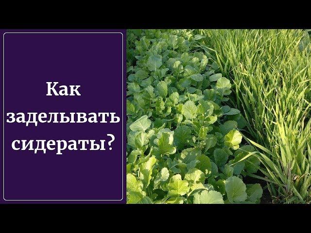 Сидераты. Надо ли закапывать? Как заделывать? Овес, Рожь, Горчица, Редька, Вика