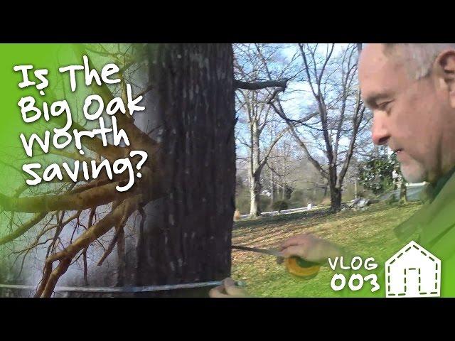 Consulting An Arborist To Save A Water Oak | VLOG 003