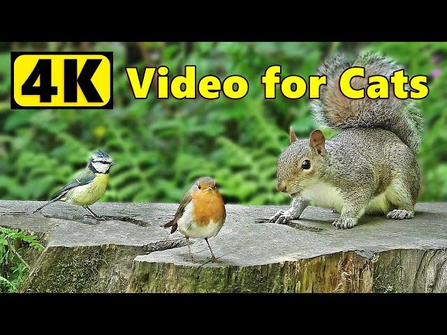 Videos for Cats to Watch ~ 4K Birds ands Squirrels Bonanza ⭐10 HOURS of Cat TV⭐