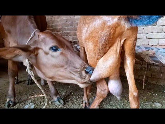 little cow enjoys milk of the brown goat more