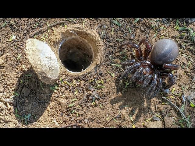 Discover the SECRET Life of the African Trapdoor Spider!