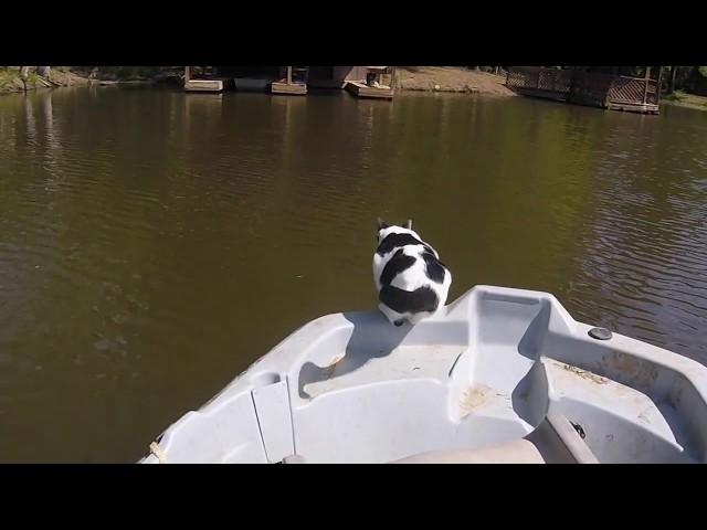 Our cat diving and swimming