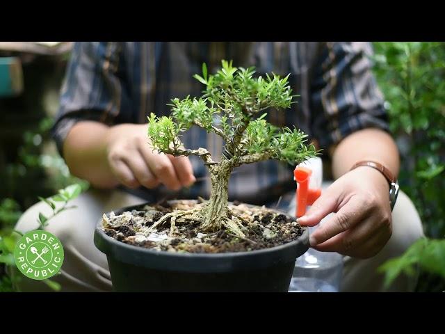 Garden Republic Bonsai Seed Starter Kit