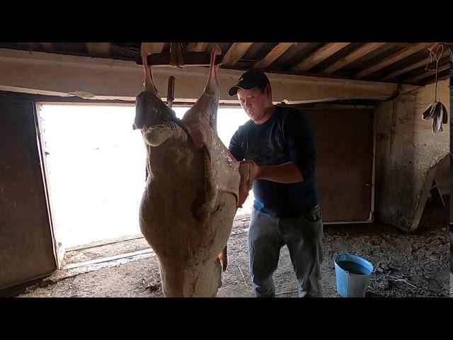 Забой.СКОЛЬКО ВЕСИТ ОВЦАВ.Выход МЯСА с ОВЦЫ.